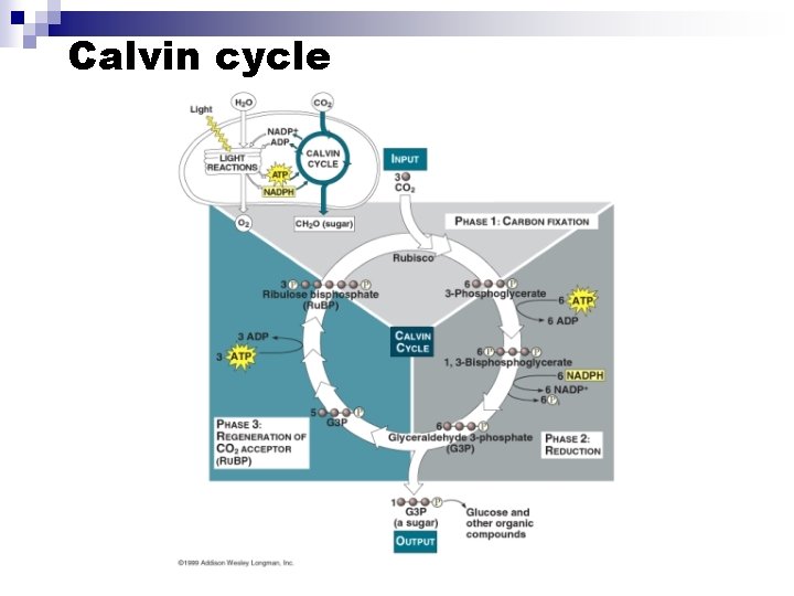 Calvin cycle 