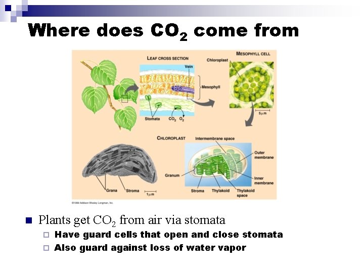 Where does CO 2 come from n Plants get CO 2 from air via