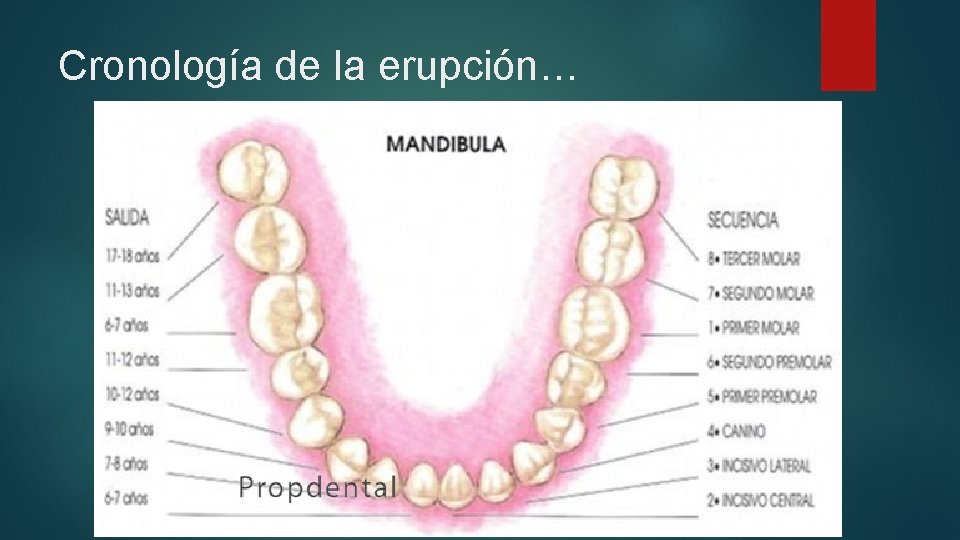 Cronología de la erupción… 