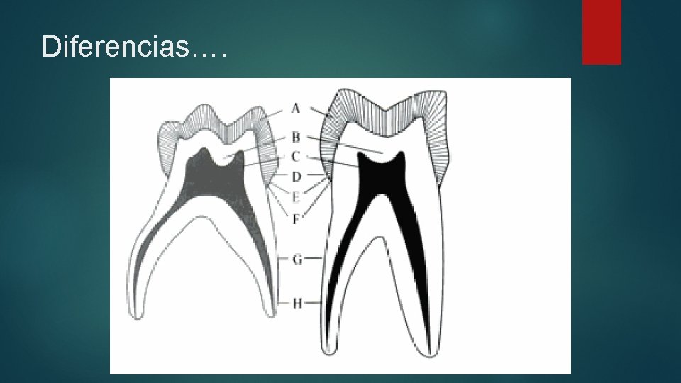 Diferencias…. 