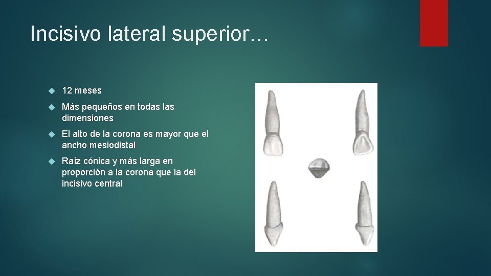 Incisivo lateral superior… 12 meses Más pequeños en todas las dimensiones El alto de