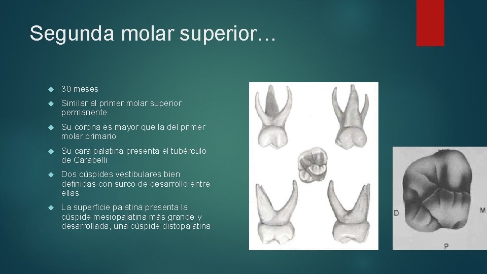 Segunda molar superior… 30 meses Similar al primer molar superior permanente Su corona es