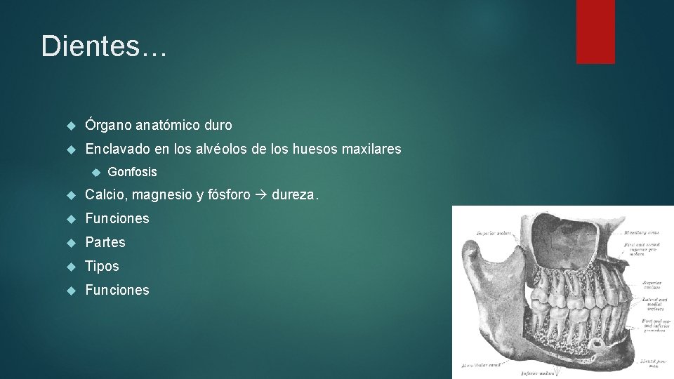 Dientes… Órgano anatómico duro Enclavado en los alvéolos de los huesos maxilares Gonfosis Calcio,