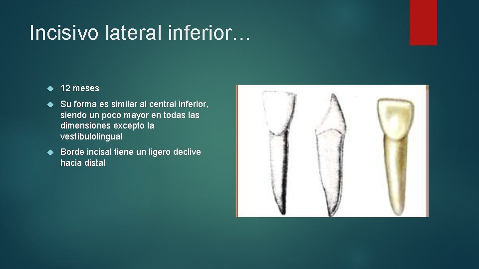 Incisivo lateral inferior… 12 meses Su forma es similar al central inferior, siendo un