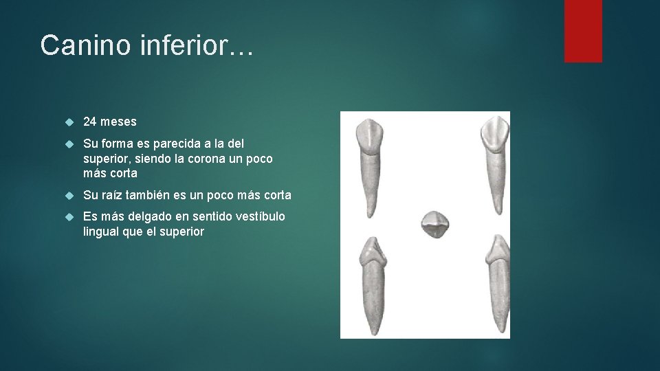 Canino inferior… 24 meses Su forma es parecida a la del superior, siendo la