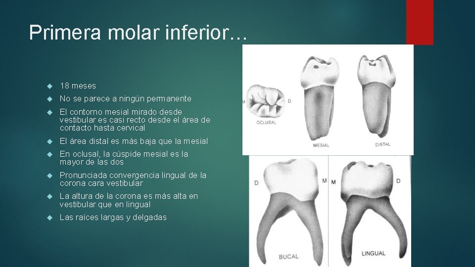 Primera molar inferior… 18 meses No se parece a ningún permanente El contorno mesial