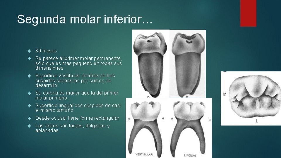 Segunda molar inferior… 30 meses Se parece al primer molar permanente, sólo que es