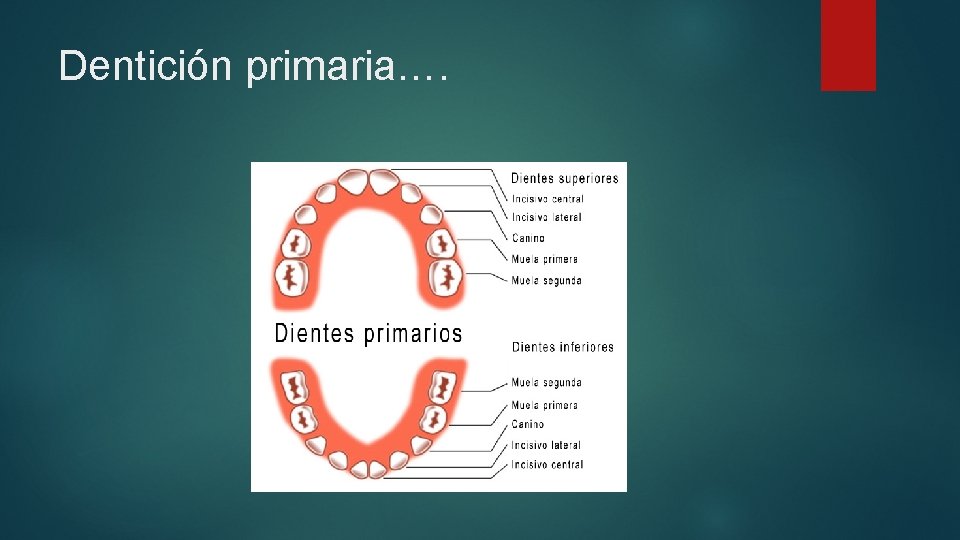 Dentición primaria…. 