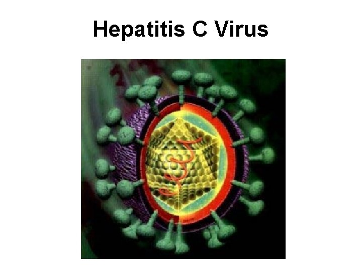 Hepatitis C Virus 