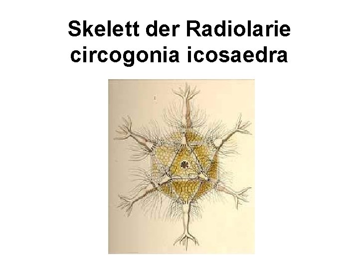 Skelett der Radiolarie circogonia icosaedra 