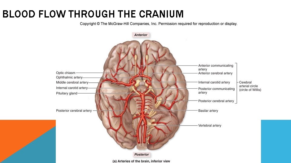 BLOOD FLOW THROUGH THE CRANIUM 