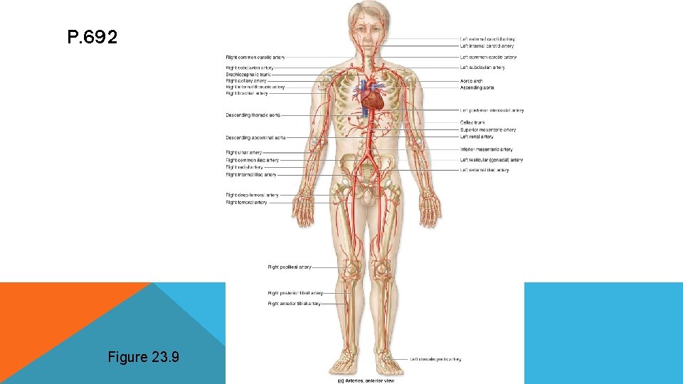 P. 692 Figure 23. 9 