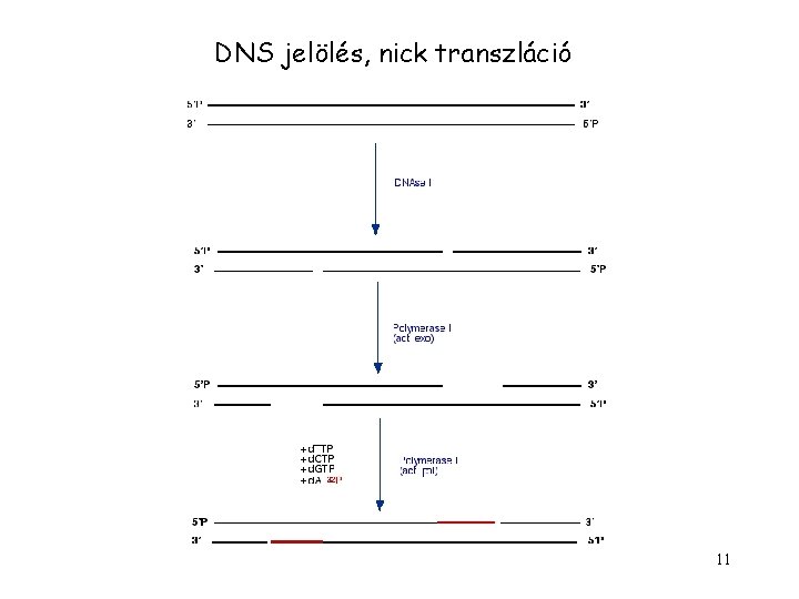 DNS jelölés, nick transzláció 11 