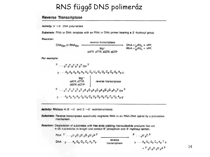 RNS függő DNS polimeráz 14 RNS függő DNS polimeráz 14