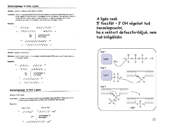 A ligáz csak 5’ foszfát – 3’ OH végeket tud összekapcsolni, ha a vektort