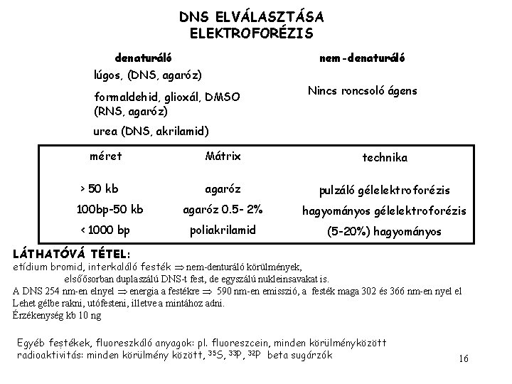 DNS ELVÁLASZTÁSA ELEKTROFORÉZIS denaturáló lúgos, (DNS, agaróz) nem-denaturáló formaldehid, glioxál, DMSO (RNS, agaróz) Nincs