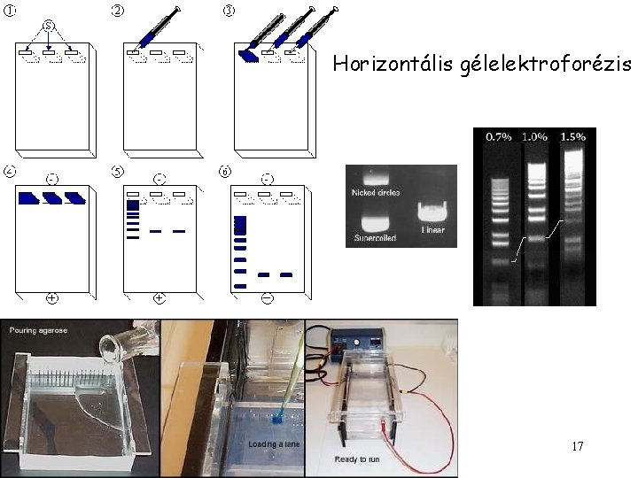 Horizontális gélelektroforézis 17 