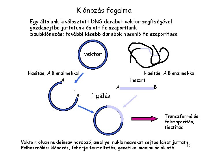 Klónozás fogalma Egy általunk kiválasztott DNS darabot vektor segítségével gazdasejtbe juttatunk és ott felszaporítunk Klónozás fogalma Egy általunk kiválasztott DNS darabot vektor segítségével gazdasejtbe juttatunk és ott felszaporítunk