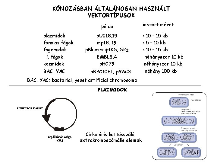 KÓNOZÁSBAN ÁLTALÁNOSAN HASZNÁLT VEKTORTÍPUSOK példa plazmidok fonalas fágok fagemidek l fágok kozmidok BAC, YAC