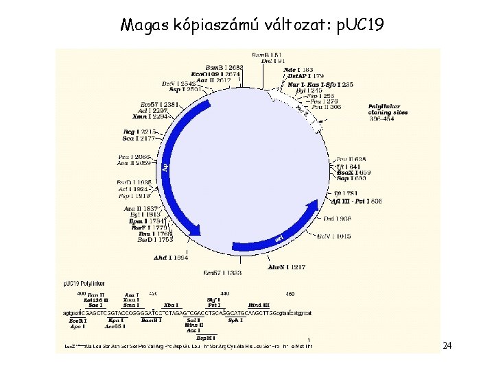 Magas kópiaszámú változat: p. UC 19 24 