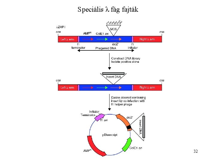 Speciális λ fág fajták 32 