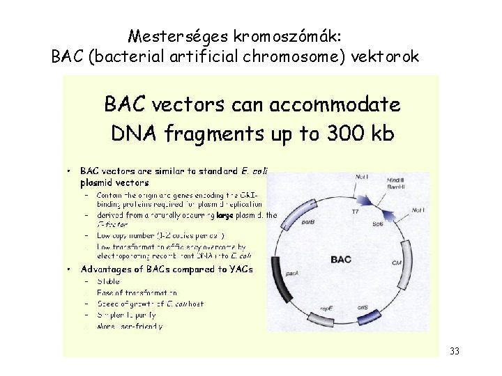 Mesterséges kromoszómák: BAC (bacterial artificial chromosome) vektorok 33 