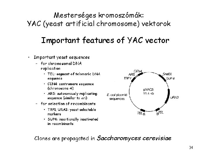 Mesterséges kromoszómák: YAC (yeast artificial chromosome) vektorok 34 