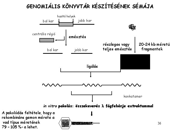 GENOMIÁLIS KÖNYVTÁR KÉSZÍTÉSÉNEK SÉMÁJA hasító helyek bal kar centrális régió bal kar jobb kar