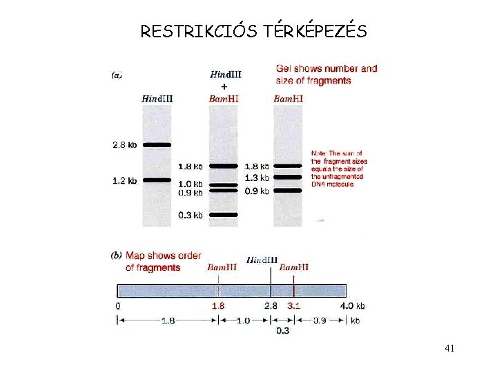 RESTRIKCIÓS TÉRKÉPEZÉS 41 