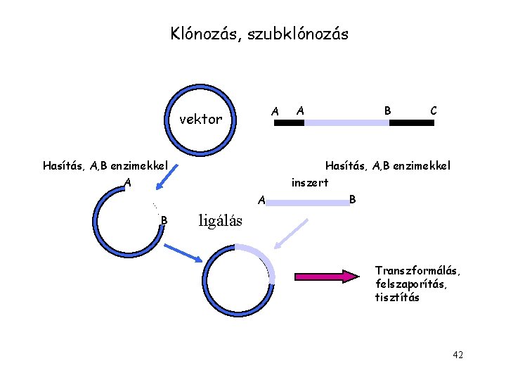 Klónozás, szubklónozás A vektor Hasítás, A, B enzimekkel A A B C Hasítás, A,