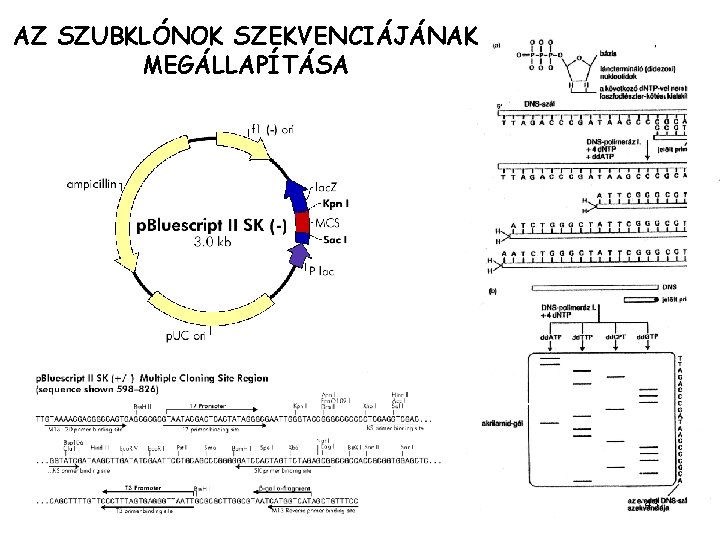 AZ SZUBKLÓNOK SZEKVENCIÁJÁNAK MEGÁLLAPÍTÁSA 43 