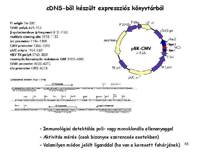 c. DNS-ből készült expressziós könyvtárból - Immunológiai detektálás poli- vagy monoklonális ellenanyaggal - Aktivitás