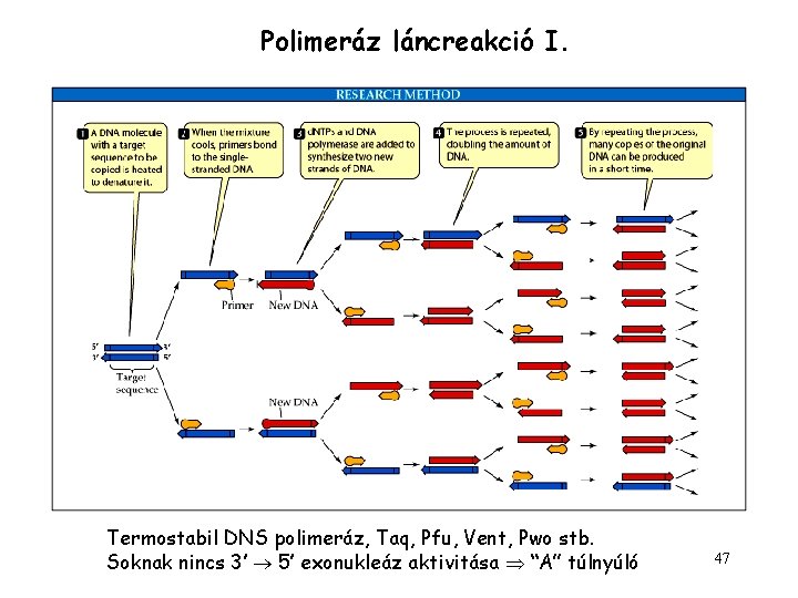 Polimeráz láncreakció I. Termostabil DNS polimeráz, Taq, Pfu, Vent, Pwo stb. Soknak nincs 3’