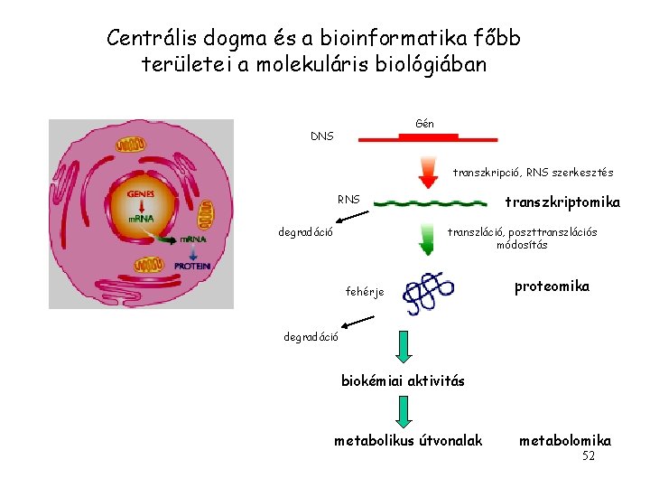 Centrális dogma és a bioinformatika főbb területei a molekuláris biológiában Gén DNS transzkripció, RNS