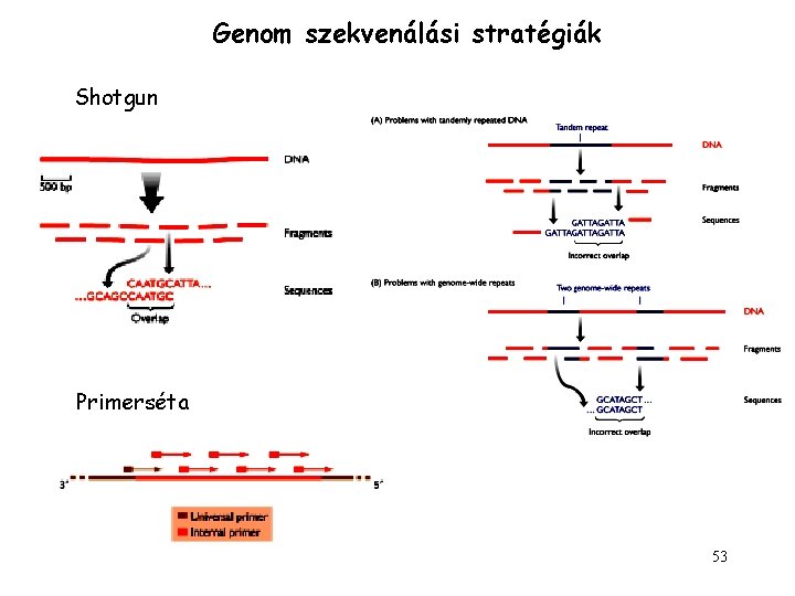 Genom szekvenálási stratégiák Shotgun Primerséta 53 