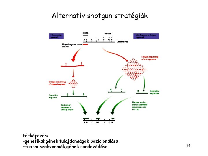 Alternatív shotgun stratégiák térképezés: -genetikai: gének, tulajdonságok pozícionálása -fizikai: szekvenciák, gének rendeződése 54 