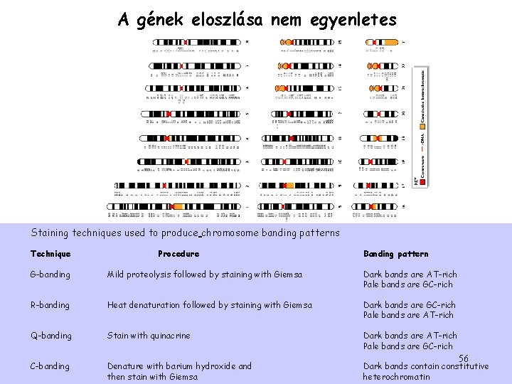 A gének eloszlása nem egyenletes Staining techniques used to produce chromosome banding patterns Technique