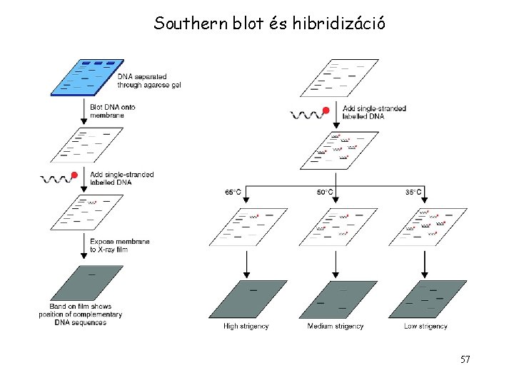 Southern blot és hibridizáció 57 