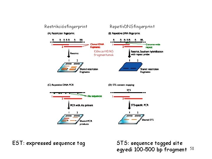 Restrikciósfingerprint Repetív. DNSfingerprint Klónozott. DNS fragmentumok EST: expressed sequence tag STS: sequence tagged site