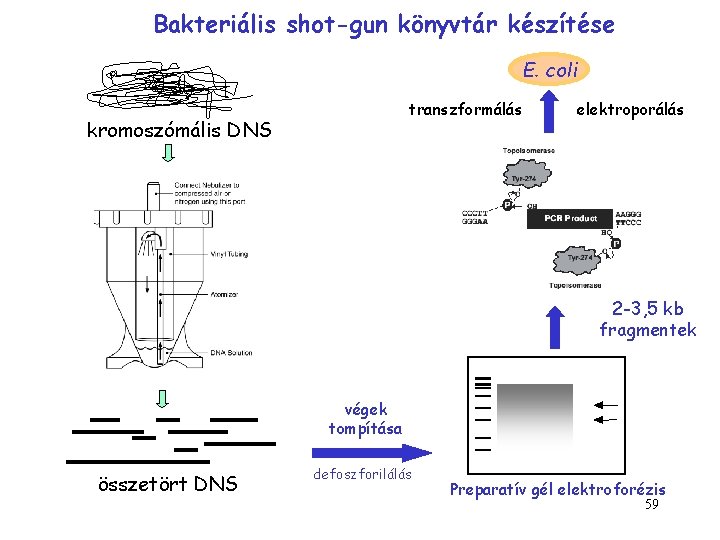 Bakteriális shot-gun könyvtár készítése E. coli transzformálás kromoszómális DNS elektroporálás nebulizátor 2 -3, 5