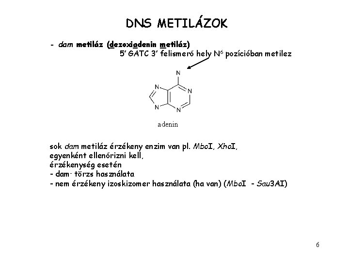 DNS METILÁZOK - dam metiláz (dezoxiadenin metiláz) 5’ GATC 3’ felismerő hely N 6