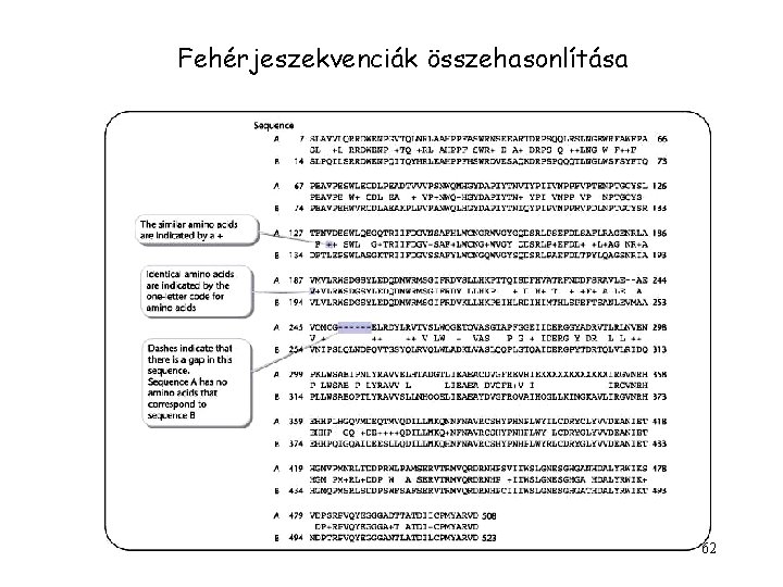 Fehérjeszekvenciák összehasonlítása 62 