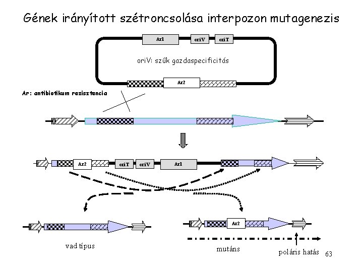 Gének irányított szétroncsolása interpozon mutagenezis Ar 1 ori. V ori. T ori. V: szűk