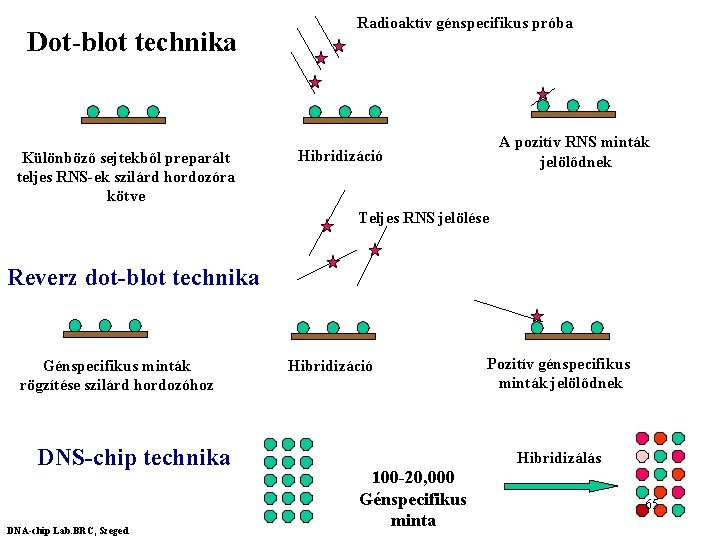 Dot-blot technika Különböző sejtekből preparált teljes RNS-ek szilárd hordozóra kötve Radioaktív génspecifikus próba A