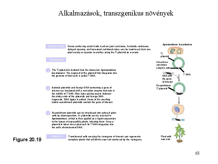 Alkalmazások, transzgenikus növények APPLICATION Genes conferring useful traits, such as pest resistance, herbicide resistance, Alkalmazások, transzgenikus növények APPLICATION Genes conferring useful traits, such as pest resistance, herbicide resistance,