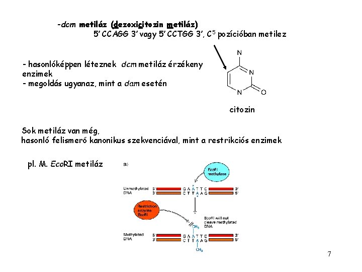 -dcm metiláz (dezoxicitozin metiláz) 5’ CCAGG 3’ vagy 5’ CCTGG 3’, C 5 pozícióban