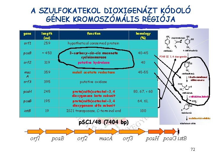 A SZULFOKATEKOL DIOXIGENÁZT KÓDOLÓ GÉNEK KROMOSZÓMÁLIS RÉGIÓJA gene orf 1 length (aa) function 259