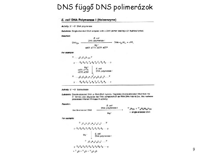 DNS függő DNS polimerázok 9 