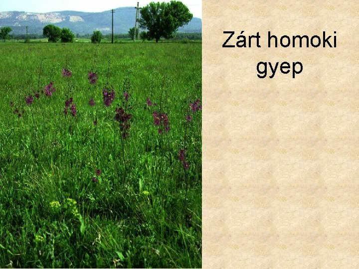 Zárt homoki gyep 