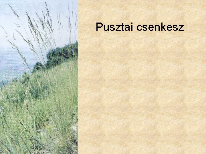 Pusztai csenkesz 